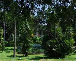 Ботанический сад в Перадении, (Шри-Ланка, Kandy)