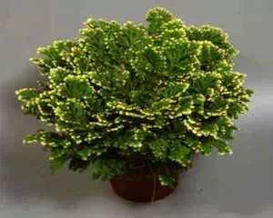 Селагинелла, растение воскресающее (Selaginella)