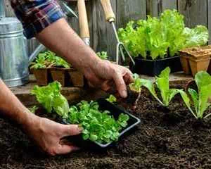 По выращиванию овощных культур рассады, советы