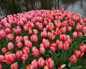 Тюльпаны, (Tulipa)