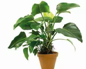 Филодендрон, (Philodendron)
