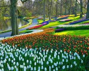 Парк цветов Кёкенхов, (Голландия)