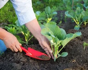 Как правильно выбрать почву и место, для выращивания капусты
