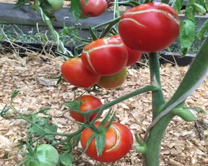 Как уберечь помидоры, от растрескивания при созревании