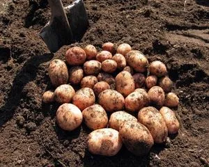 Выбираем правильный картофель, огороднику в помощь