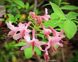 Цветок Абелия (Abelia), семейства жимолостные