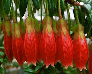 Цветок агапетес (Agapetes), семейства вересковых