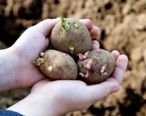 Подготовьте к посадке клубни картофеля, советуют специалисты