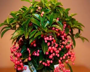 Цветок Ардизия (Ardisia), семейства Мирсиновые